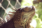 Picture 'Cr1_13_30 Iguana, Costa Rica'
